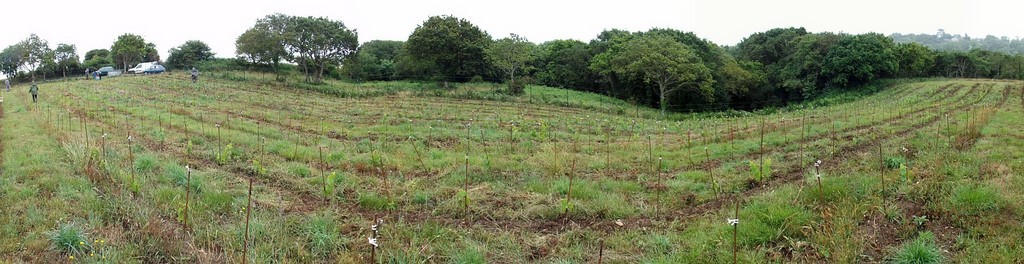 Panoramique de la parcelle 2022